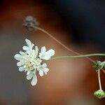 Scabiosa ochroleucaFlower