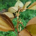 Chrysophyllum mexicanum Flower