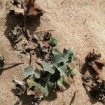 Eryngium maritimum Blad