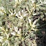 Astragalus tragacantha Цвят