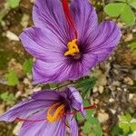 Crocus sativus 花