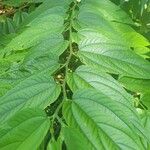 Trema micranthum Leaf