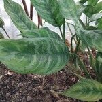 Aglaonema pictum Feuille