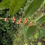 Siparuna thecaphora Fruit