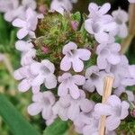 Thymus vulgaris Flower