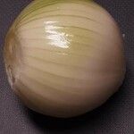 Allium cepa Otro