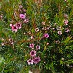 Chamelaucium uncinatum Natur