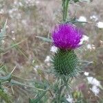 Cirsium vulgare Flower