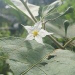 Solanum torvumFlower