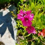 Sidalcea oregana 花