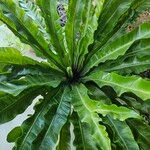 Asplenium nidusLapas