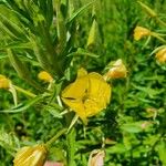 Oenothera villosa Květ