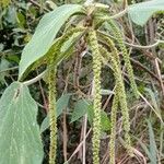 Acalypha plicata Blatt