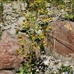 Saxifraga mutata Flor