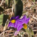 Solanum campylacanthum花