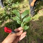 Diospyros acapulcensis Blad