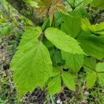 Acer negundo Blad