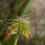 Geum pyrenaicum Fruit