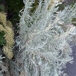 Artemisia tridentata 叶