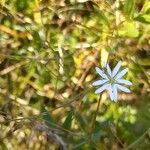 Stellaria graminea Fula