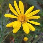 Euryops pectinatus Floro