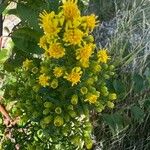 Solidago puberula Цветок