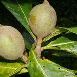 Genipa americana Frucht