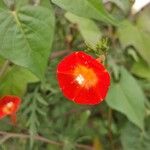 Quamoclit coccinea Fula