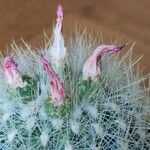 Thelocactus macdowellii Кветка