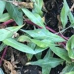 Oenothera macrocarpa পাতা