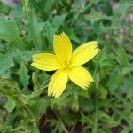 Lactuca viminea Flower