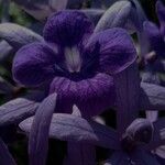 Petrea volubilis Flower