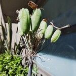 Aloe maculata Vrucht