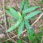 Blechnum spicant Hostoa