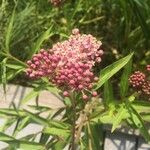 Asclepias incarnataЦвят