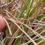 Aristida torta Bark