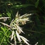 Bromus erectus Flower