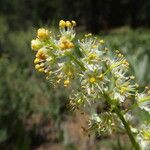 Toxicoscordion paniculatum Цвят