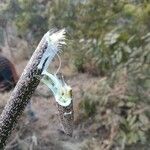 Cassia fistula Fruit