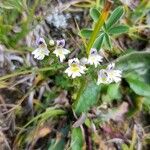 Euphrasia alpina Blüte