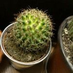 Mammillaria backebergiana Лист