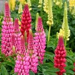 Lupinus polyphyllus Fleur