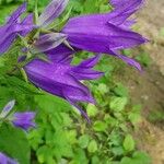 Campanula latifoliaBlomst