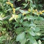 Solidago rugosa花