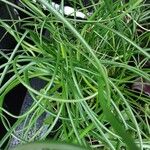 Juncus effusus Leht