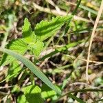 Leucas glabrata Leaf