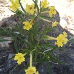 Lithospermum incisum Habitus