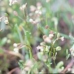 Hornungia procumbens Habit