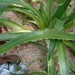 Eryngium agavifolium ഇല