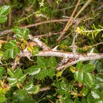 Rosa seraphinii Ekosanga